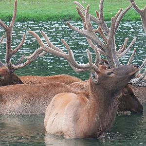 Elk
