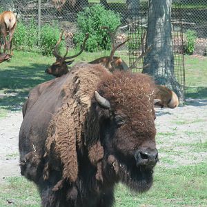 American bison