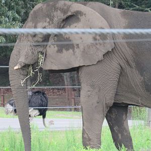 African bush elephant
