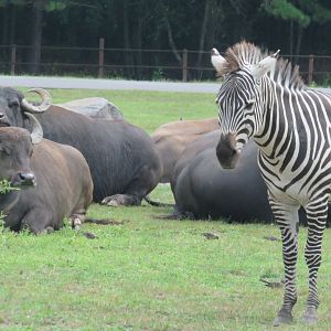 Plains zebra and water buffalo