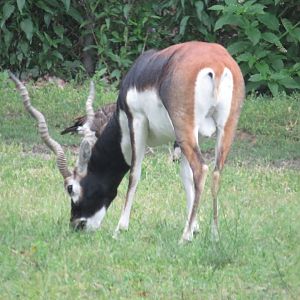 Male blackbuck