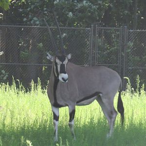 Beisa oryx