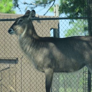 Waterbuck