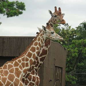 Giraffes