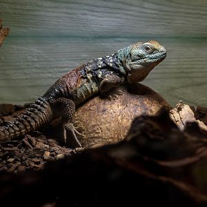 Yucatán spiny-tailed iguana (Cachryx defensor)