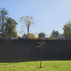 Snow leopard enclosure