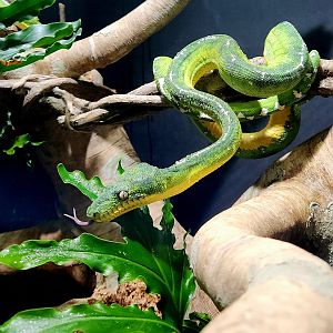Amazon Basin Emerald Tree Boa (Corallus batesii)