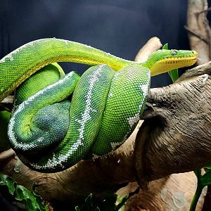 Amazon Basin Emerald Tree Boas (Corallus batesii)