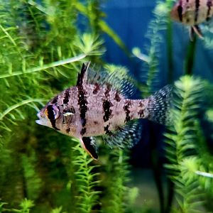 Black-Banded Sunfish (Enneacanthus chaetodon)