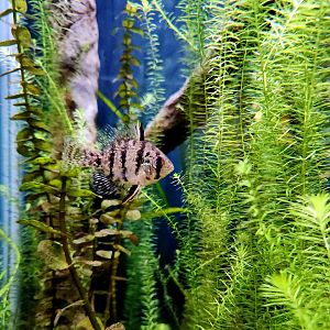 Black-Banded Sunfish (Enneacanthus chaetodon)