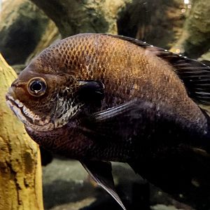 Bluegill (Lepomis macrochirus)