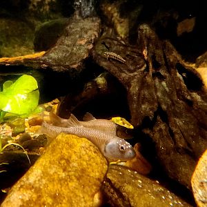 Piedmont Stream Tank