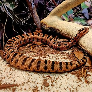 Carolina Pygmy Rattlesnake (Sistrurus miliarius miliarius)
