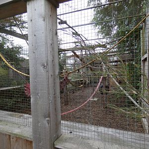 Black-and-white ruffed lemur enclosure