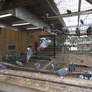African grey parrot aviary