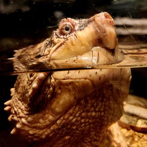 Common Snapping Turtle (Chelydra serpentina)