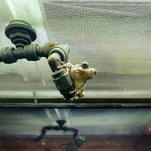 Cope's Gray Tree Frog (Hyla chrysoscelis)