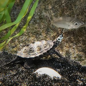 Diamondback Terrapin (Malaclemys terrapin)