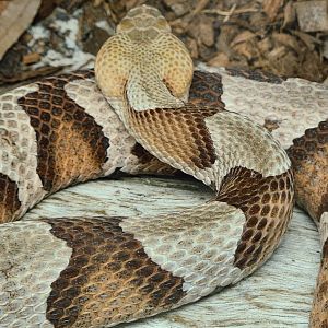 Eastern Copperhead (Agkistrodon contortrix)