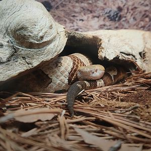 Eastern Copperhead (Agkistrodon contortrix)