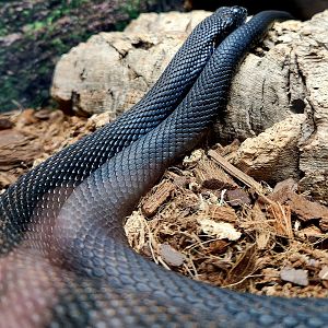 Eastern Hognose Snake (Heterodon platirhinos)