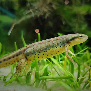 Eastern Newt (Notophthalmus viridescens)