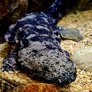 Hellbender (Cryptobranchus alleganiensis)