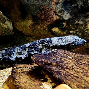 Hellbender (Cryptobranchus alleganiensis)