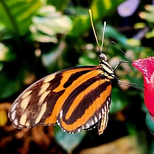 Isabella's Longwing (Eueides isabella)