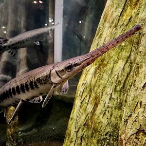 Longnose Gar (Lepisosteus osseus)