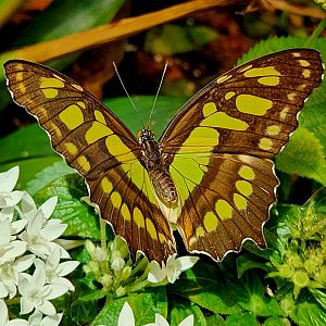 Malachite (Siproeta stelenes)