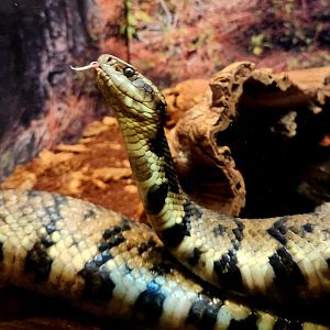 Northern Cottonmouth (Agkistrodon piscivorus)