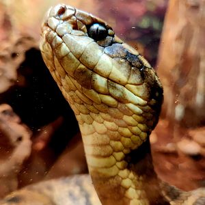 Northern Cottonmouth (Agkistrodon piscivorus)