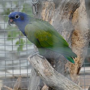 Blue-headed parrot