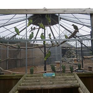Amazon parrot aviary