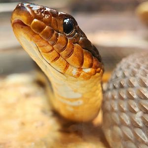 Red-Bellied Water Snake (Nerodia erythrogaster)