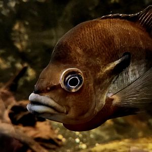 Redbreast Sunfish (Lepomis auritus)