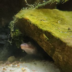 Seal Salamander (Desmognathus monticola)