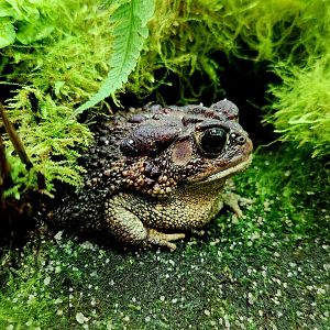 Southern Toad (Anaxyrus terrestris)