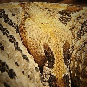 Timber Rattlesnake (Crotalus horridus)