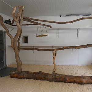 Ring-tailed lemur indoor enclosure