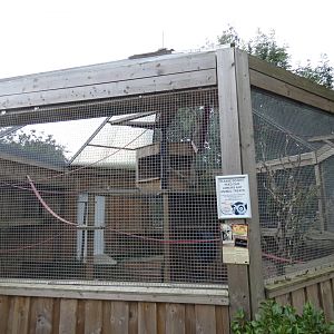 Ring-tailed lemur outdoor enclosure