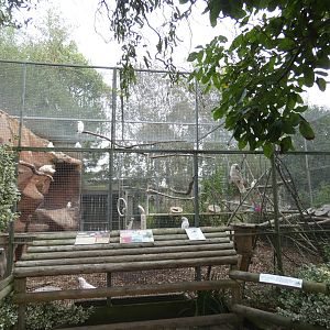 Cockatoo aviary