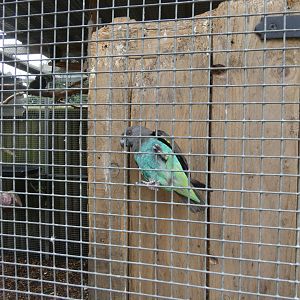 Meyer's parrot