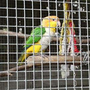 Yellow-headed caique