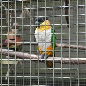 Black-headed caique