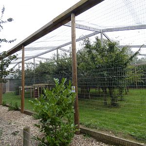 Puma enclosure