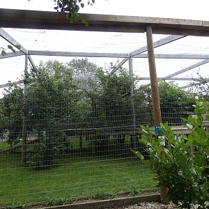 Puma enclosure