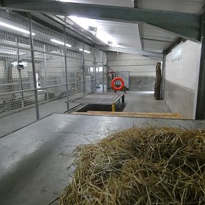 Puma indoor enclosure