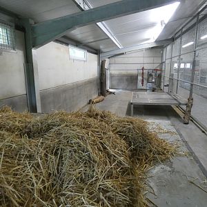 Lion indoor enclosure
